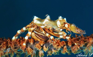 Wire Coral Crab with Eggs. I am visiting this place for o... by Adriana Simeonova 